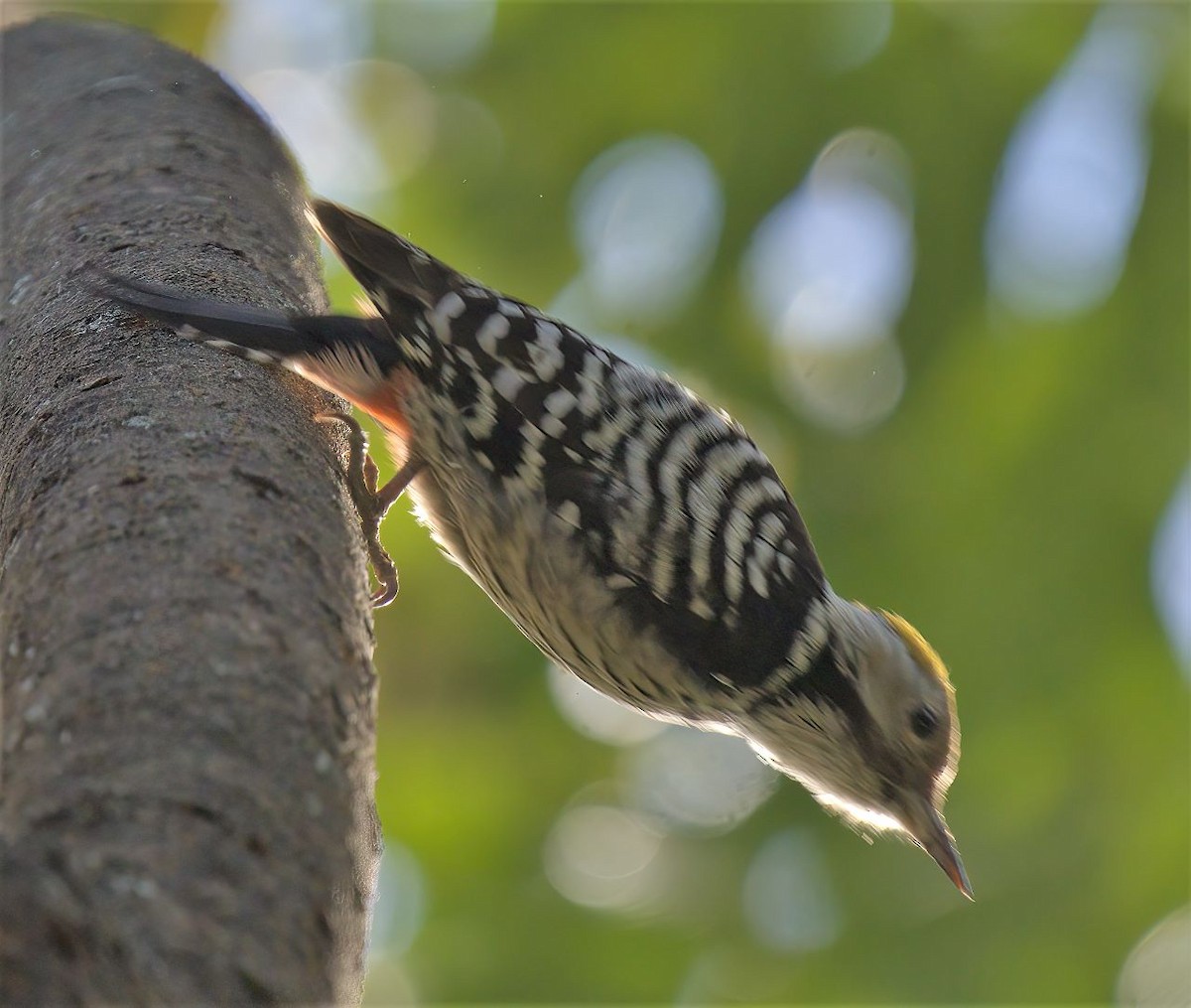Brown-fronted Woodpecker - ML516130061