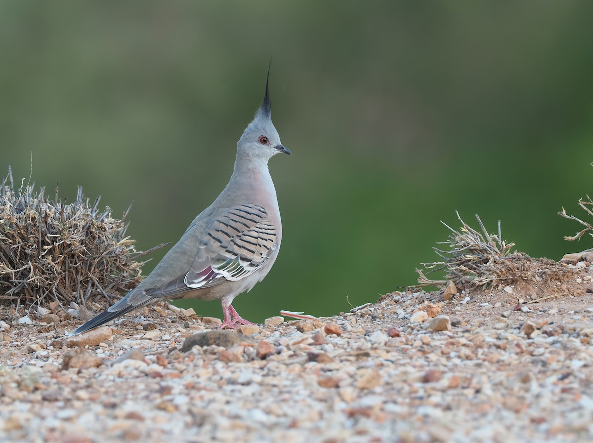 Crested Pigeon - ML516139191