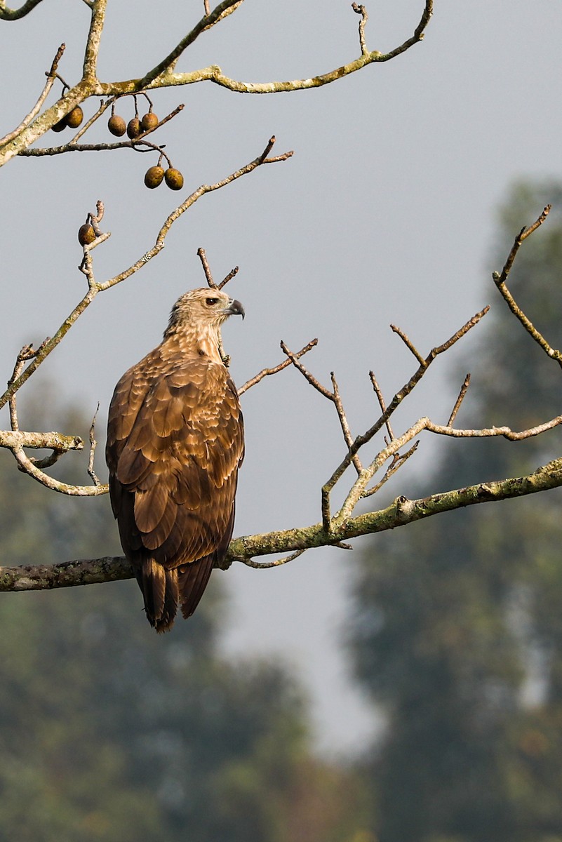 Gray-headed Fish-Eagle - Suman Biswas