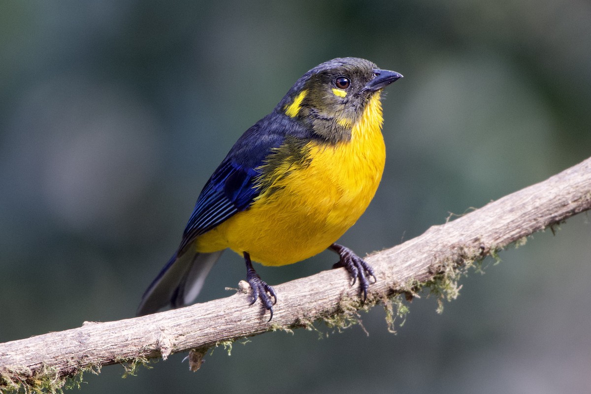 Lacrimose Mountain Tanager (palpebrosus Group) - ML516147241