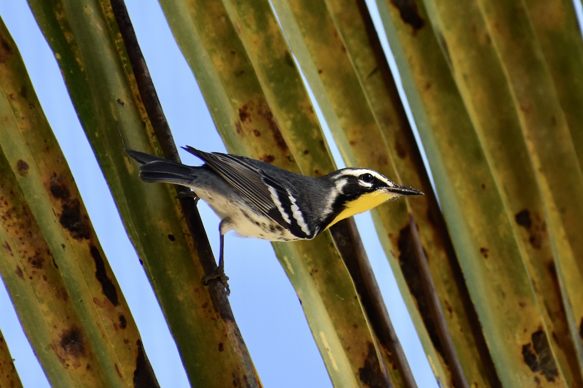 Yellow-throated Warbler - Terry Bohling