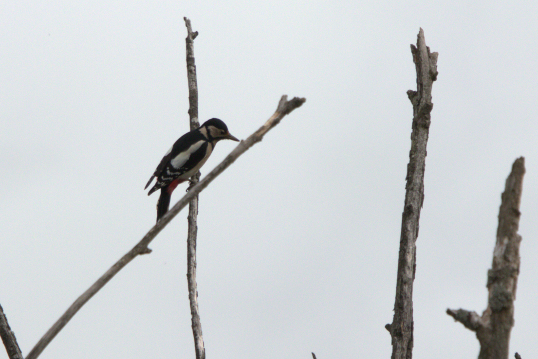 Great Spotted Woodpecker - ML516155561