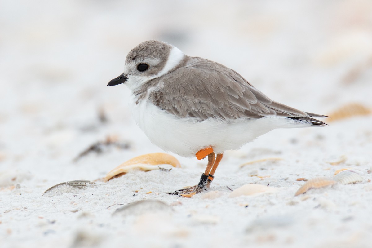 Piping Plover - ML516159191