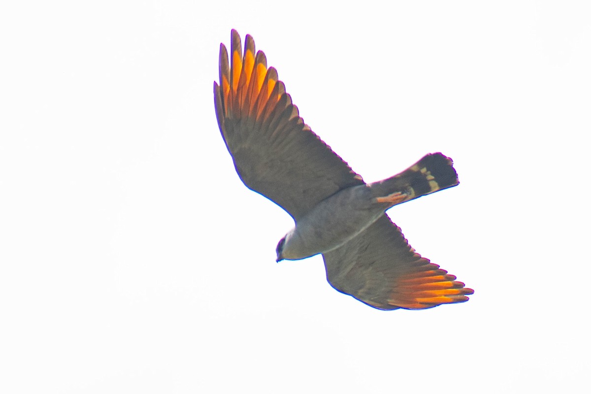 Plumbeous Kite - ML516168711