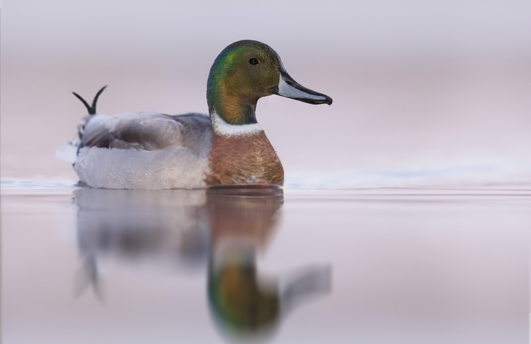 Mallard x Northern Pintail (hybrid) - eBird