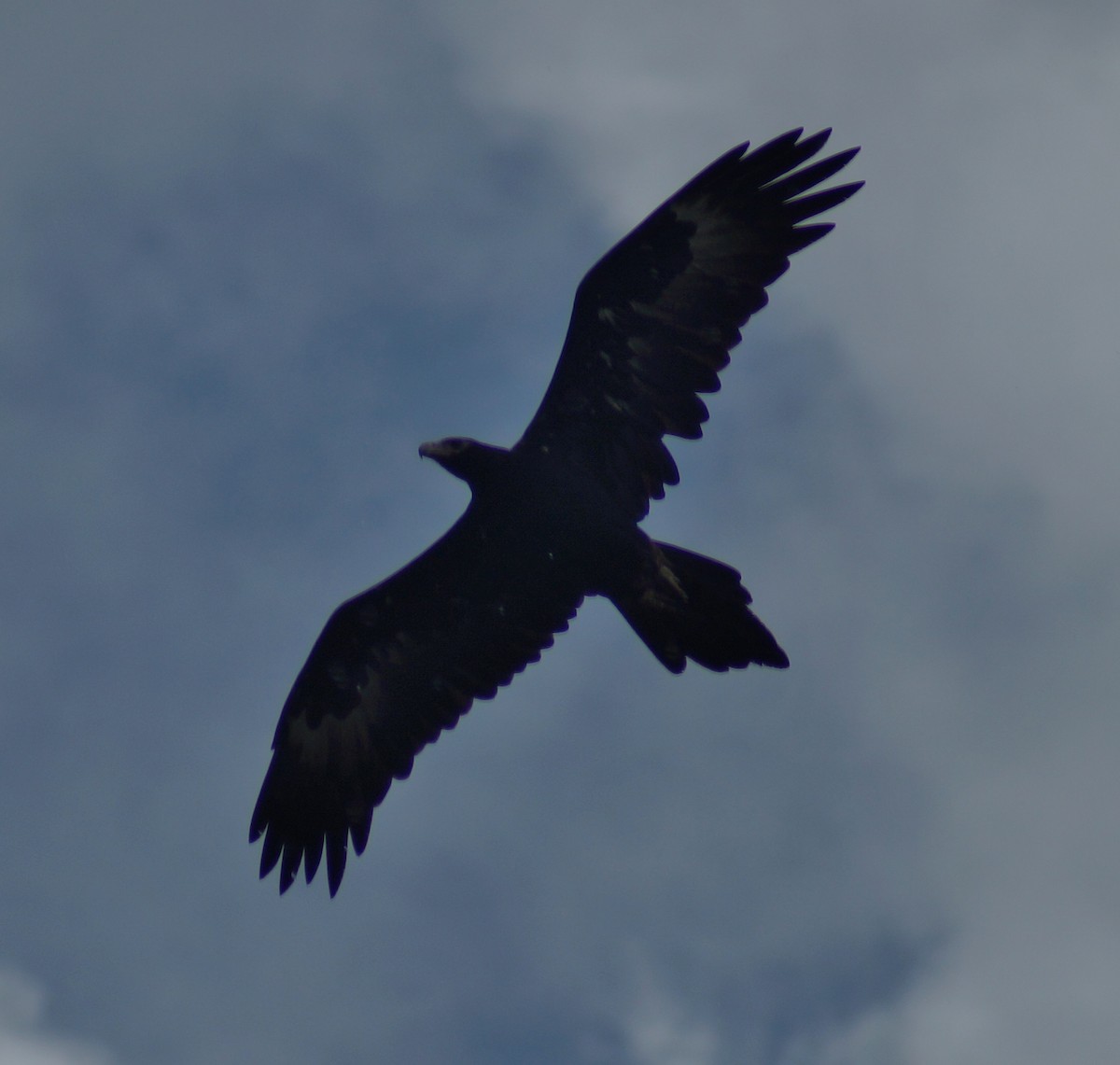 Wedge-tailed Eagle - ML51617171