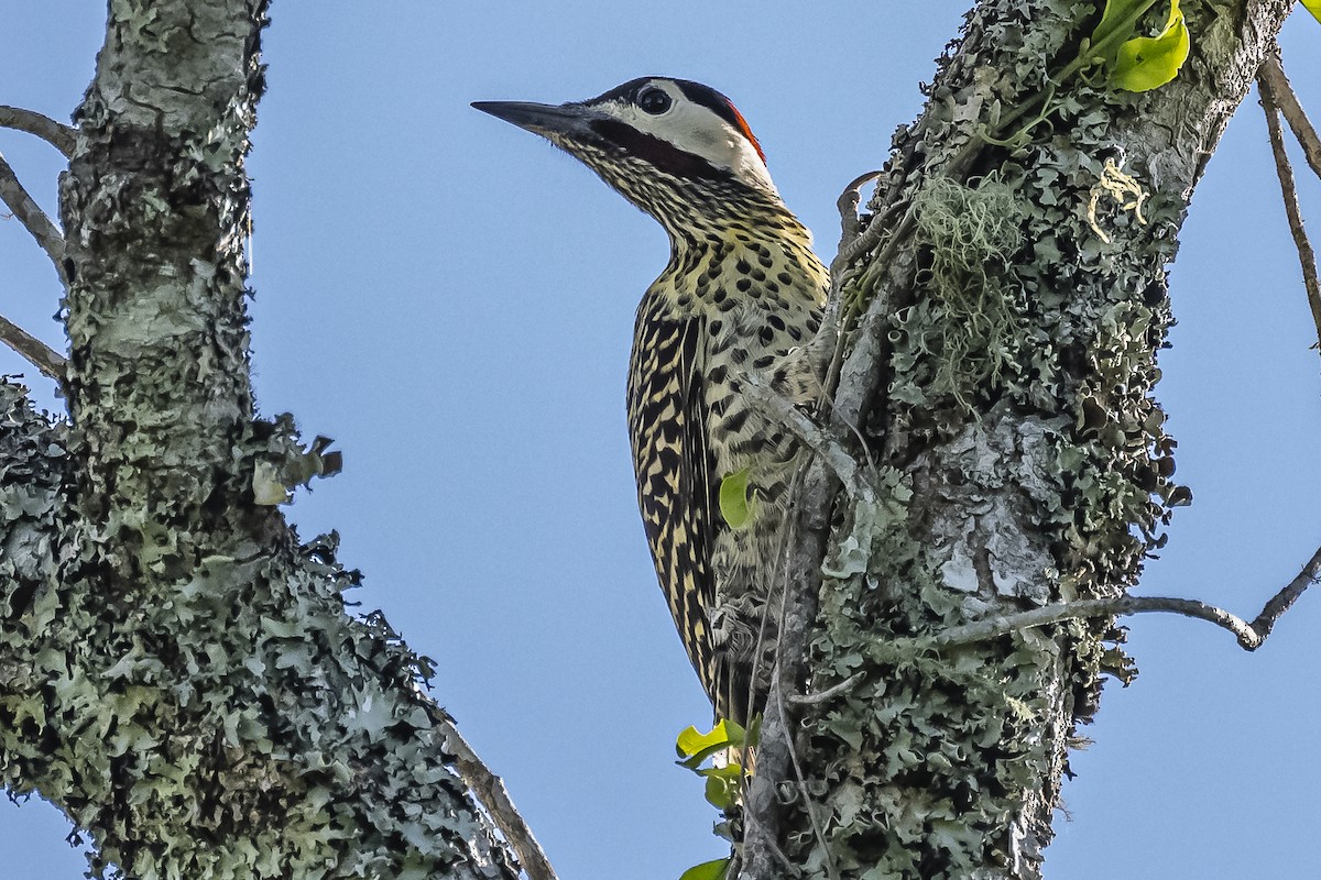 Green-barred Woodpecker - ML516172751