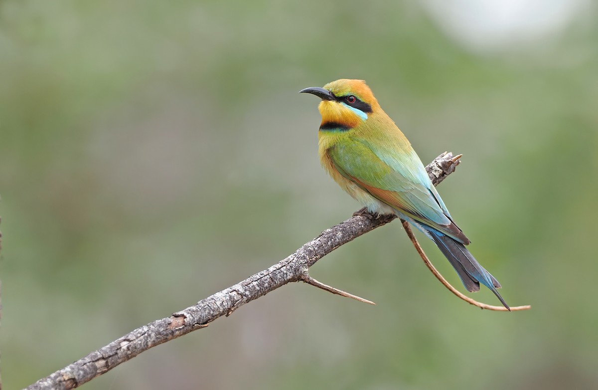 Rainbow Bee-eater - ML516175121
