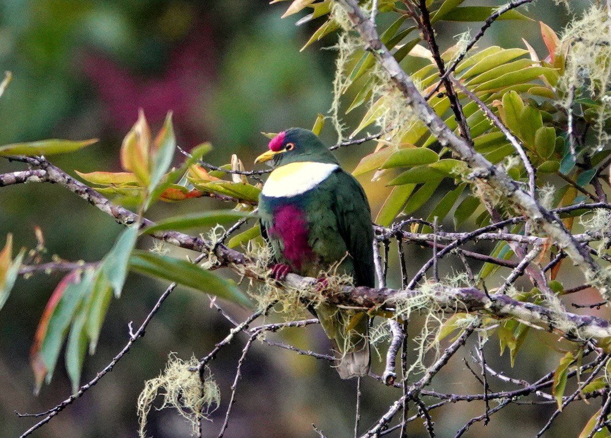 White-breasted Fruit-Dove - ML516180931