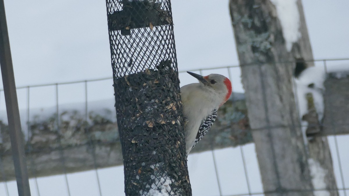 Red-bellied Woodpecker - ML516180951