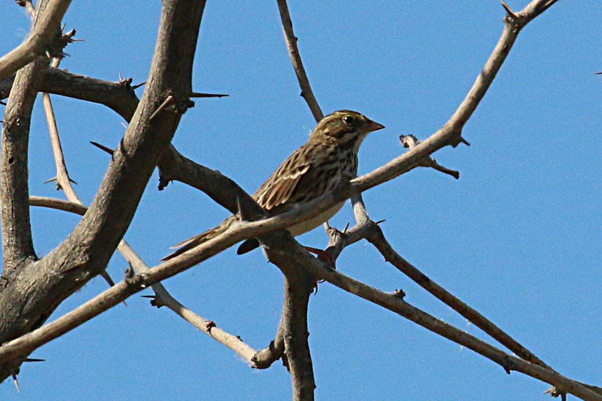 Savannah Sparrow - Leith Woodall