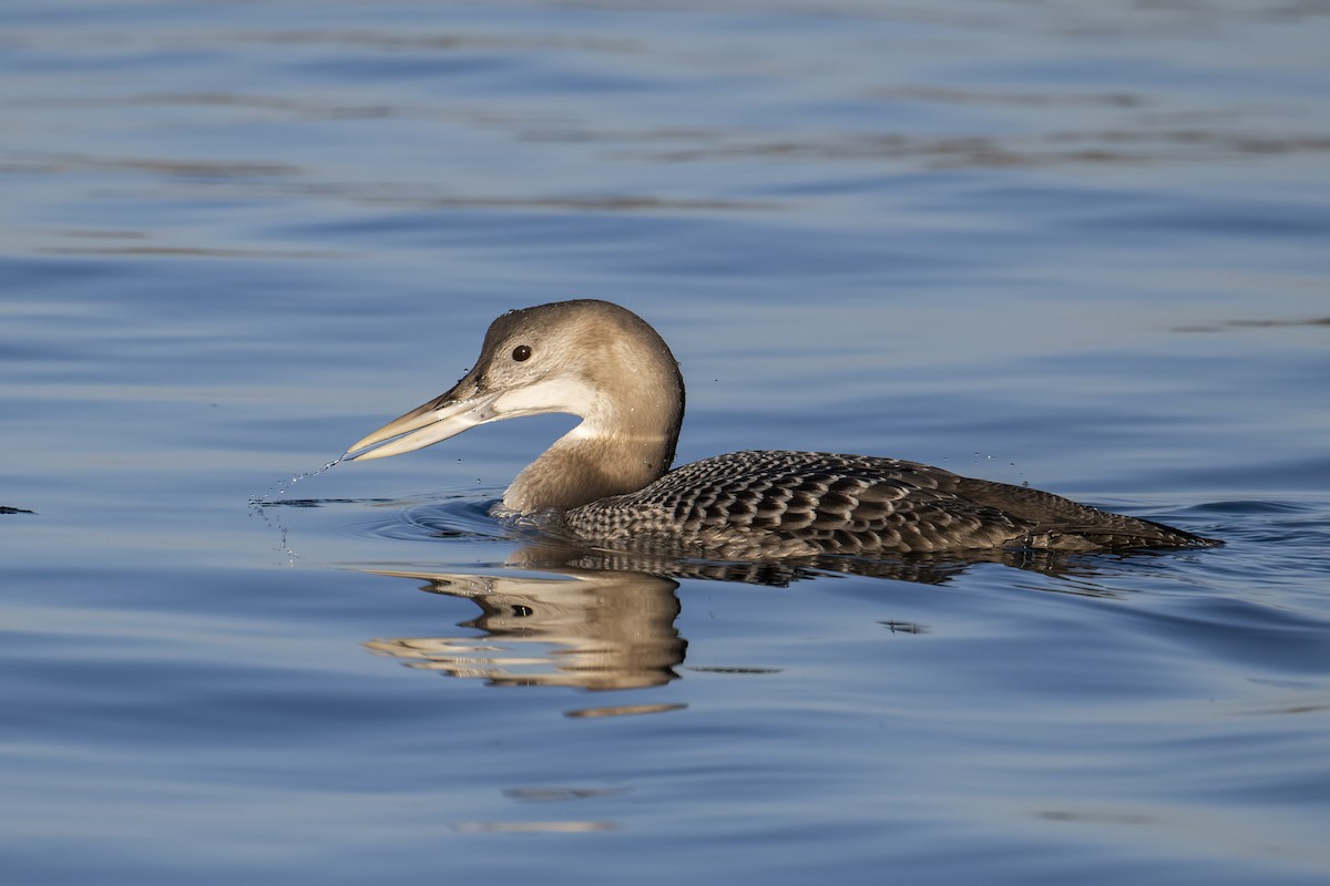 Yellow-billed Loon - Andrew Newmark