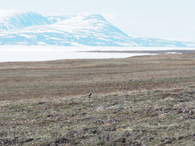 American Golden-Plover breeding habitat; Nunavut, Canada. - American Golden-Plover - 