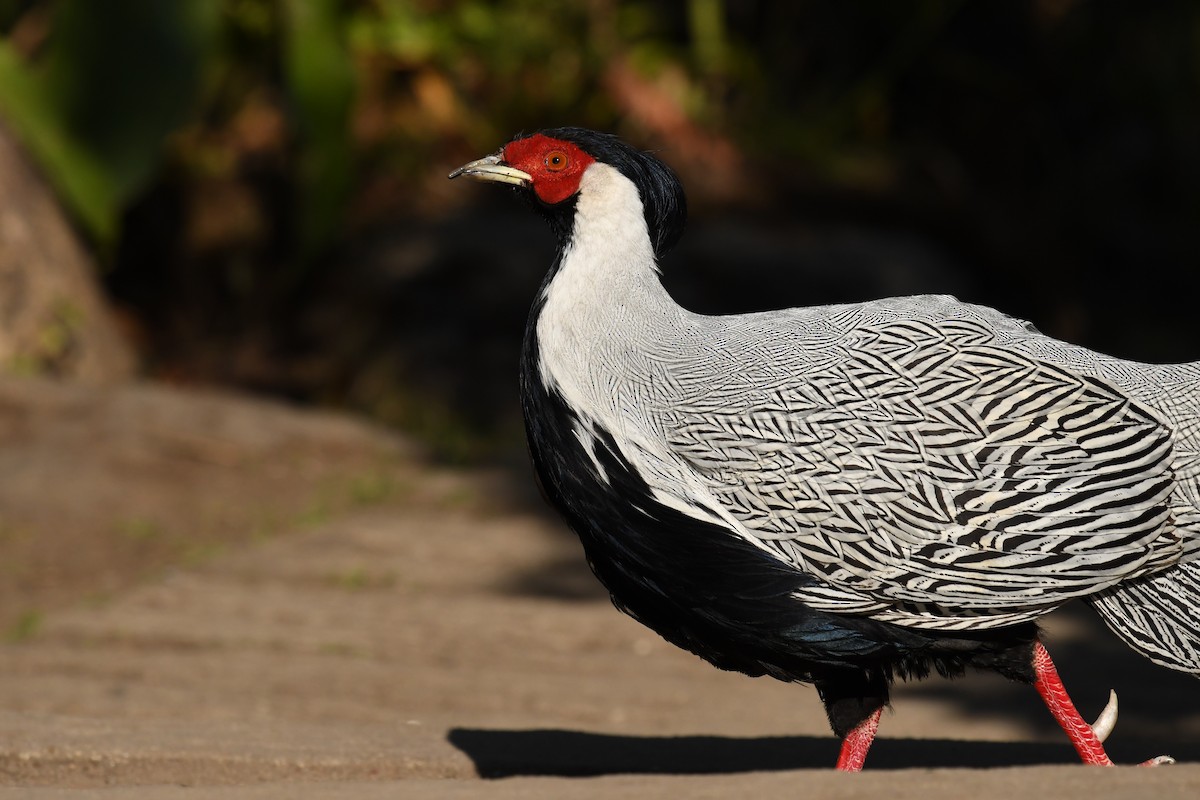 Silver Pheasant - Qin Huang