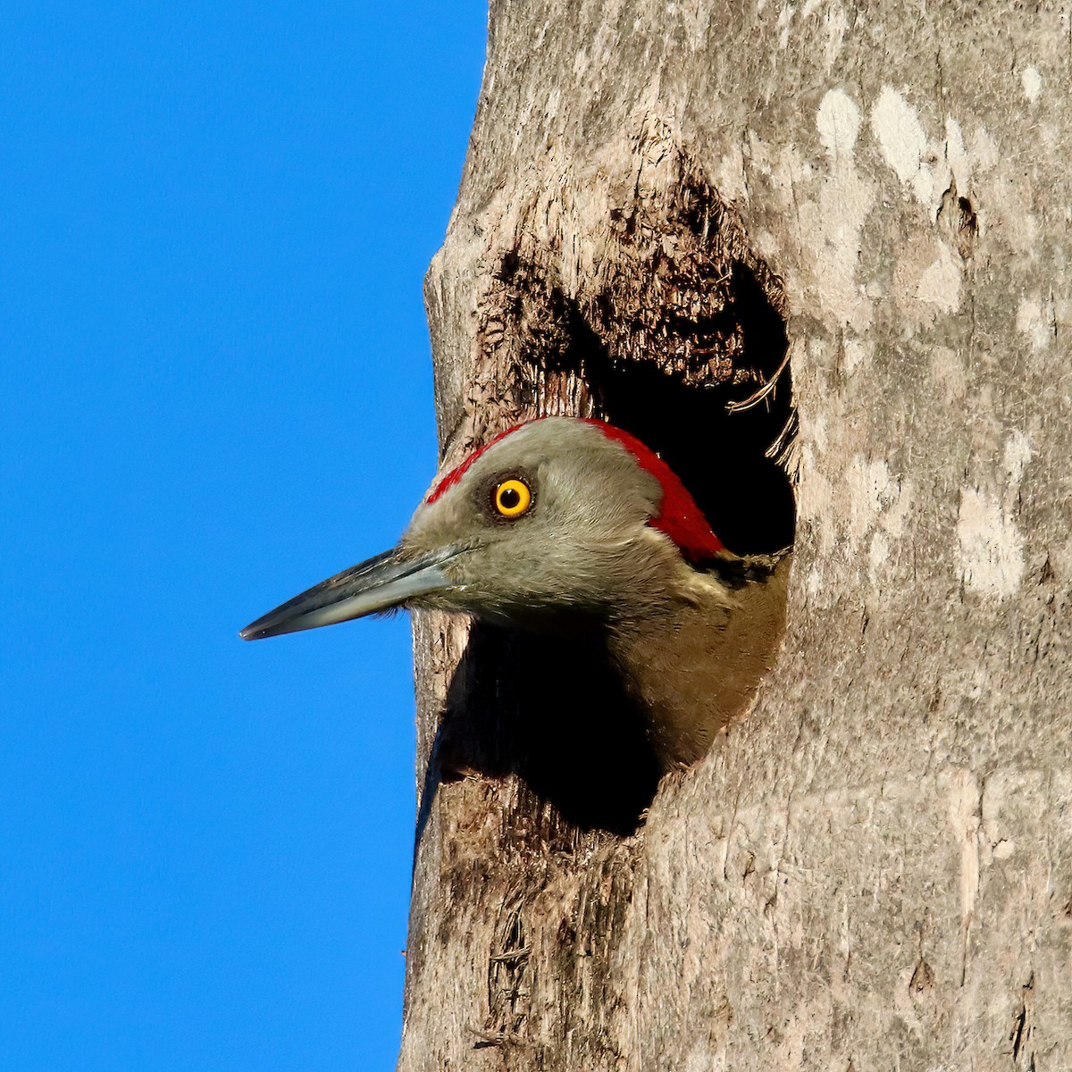 Hispaniolan Woodpecker - John Girard
