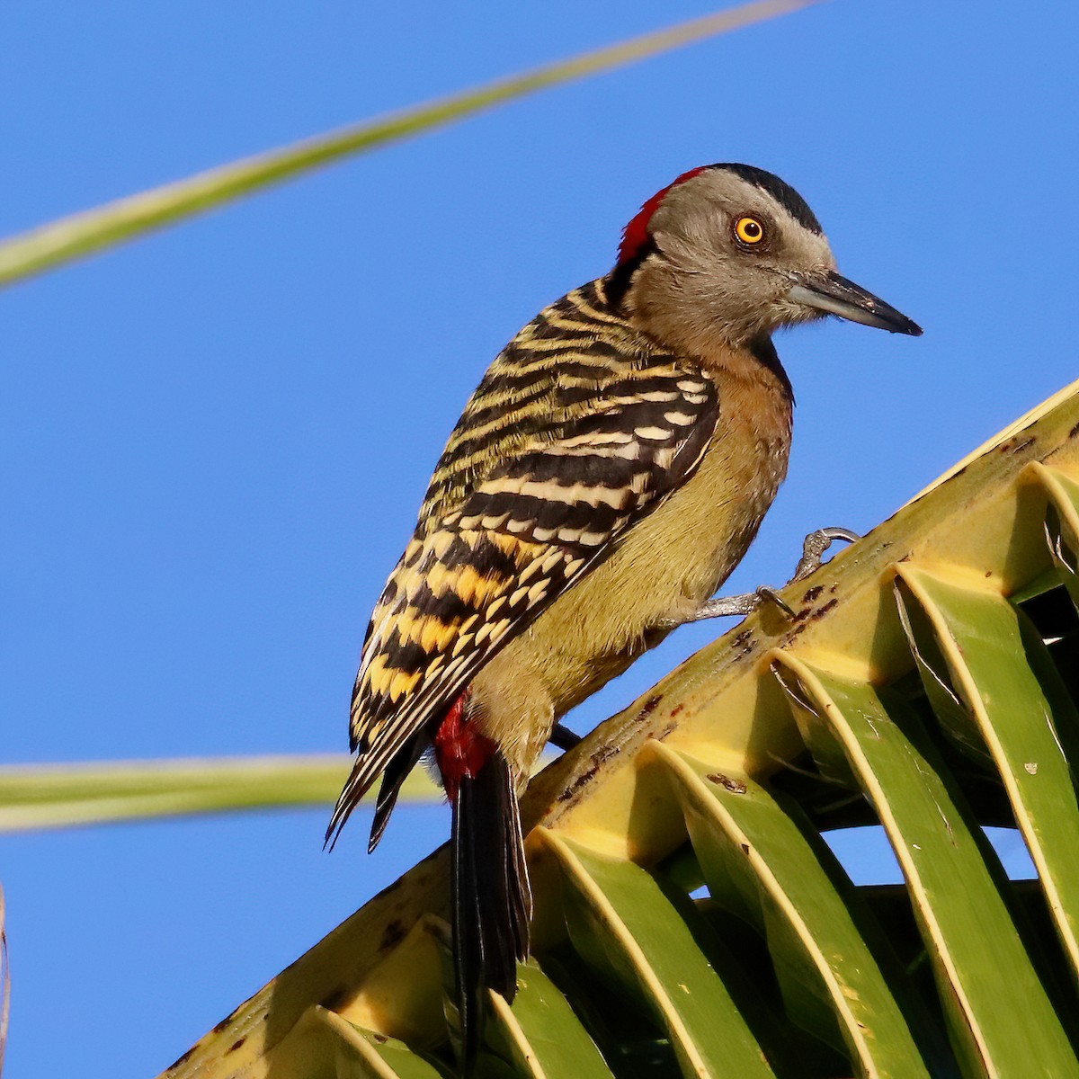 Hispaniolan Woodpecker - ML516200601