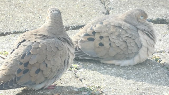 Mourning Dove - ML516212761