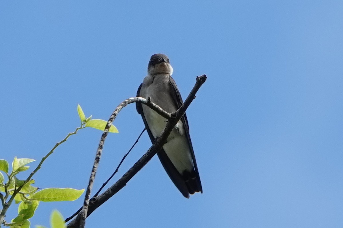 Southern Rough-winged Swallow - Jana Lagan