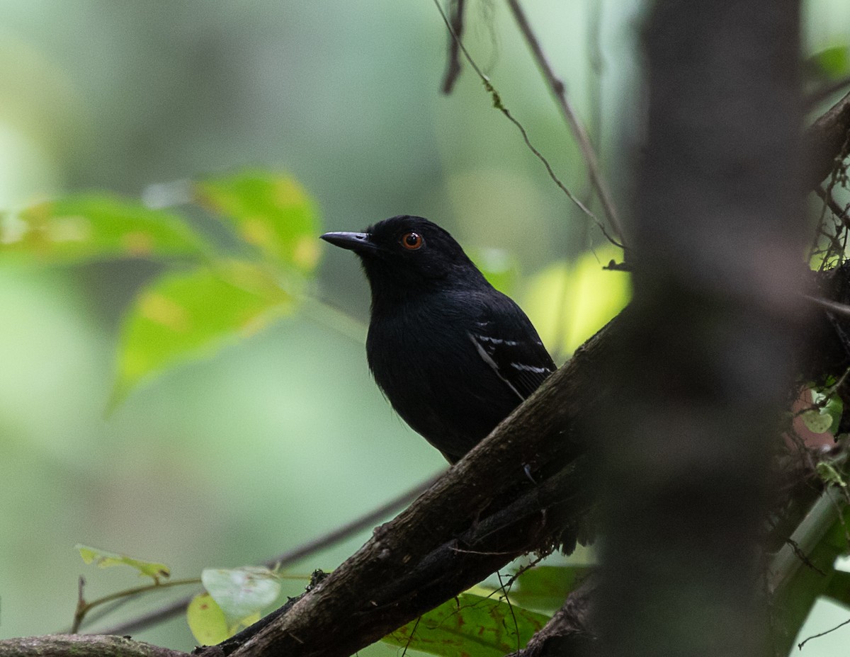 Black-tailed Antbird - ML516225931