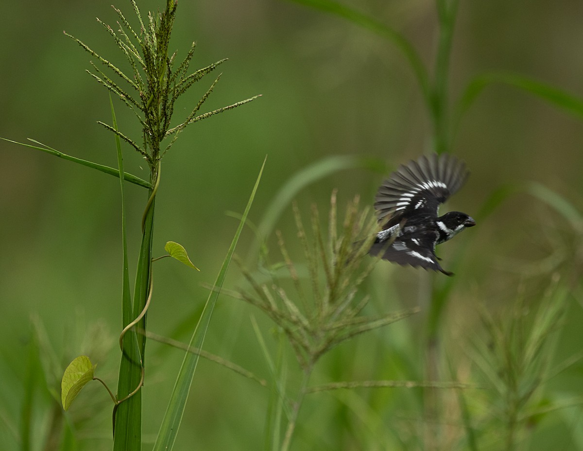 Wing-barred Seedeater (Caqueta) - ML516228211