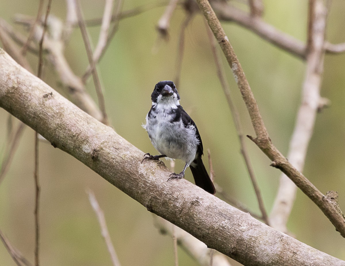 Wing-barred Seedeater (Caqueta) - ML516228251