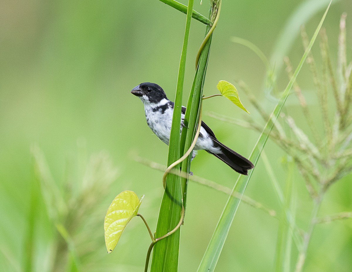 Wing-barred Seedeater (Caqueta) - ML516228271