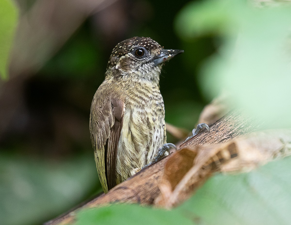 Bar-breasted Piculet - ML516228491