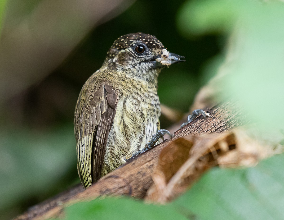 Bar-breasted Piculet - ML516228601
