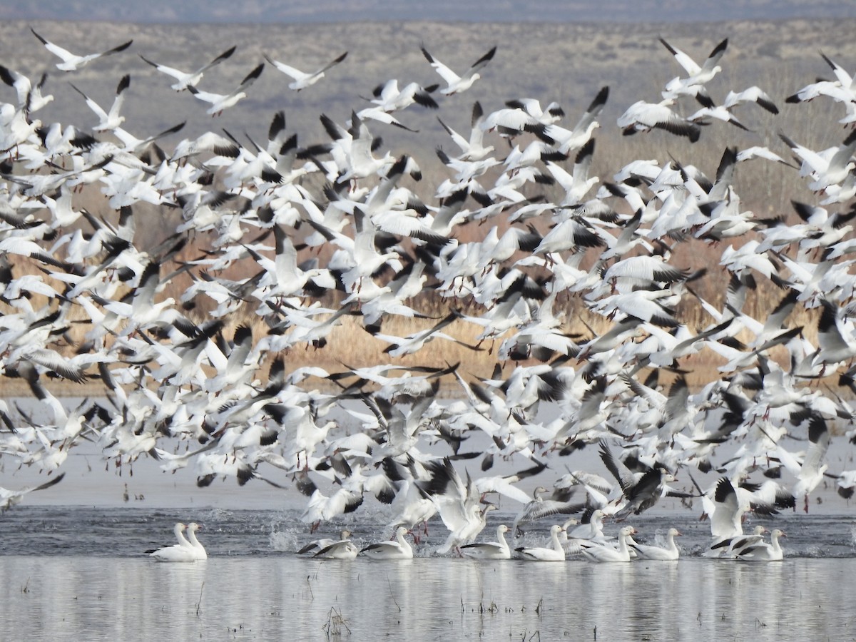 eBird Checklist - 23 Dec 2022 - Bosque del Apache NWR - 19 species (+1 ...