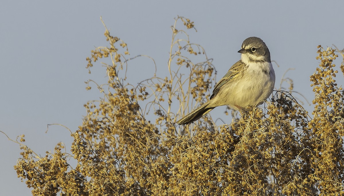 Nevadaspurv/Sortskægget Spurv - eBird