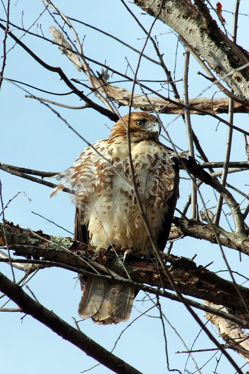 Red-tailed Hawk - ML516231551