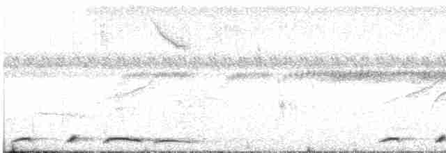 holub vínový (ssp. subvinacea/berlepschi) - ML516232541