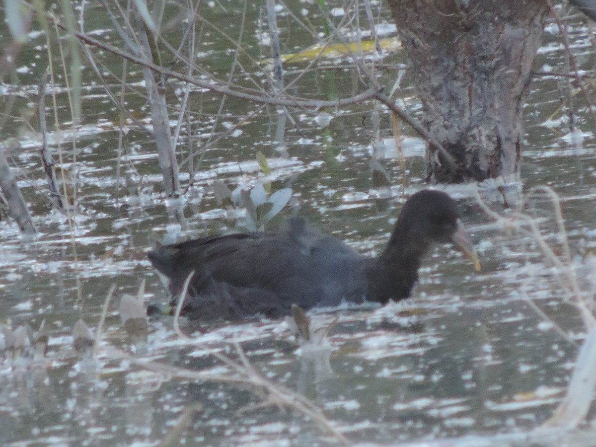 coot sp. - ML516232791