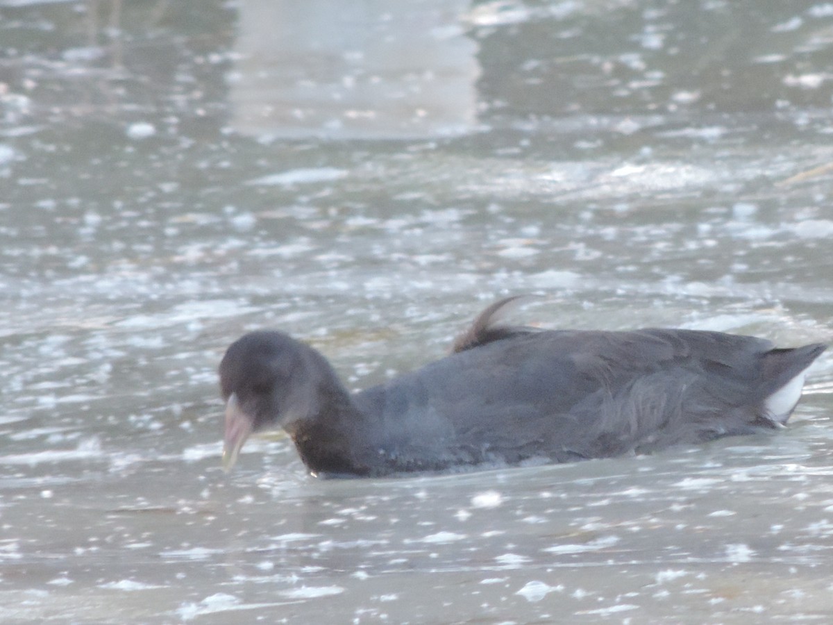coot sp. - ML516232861