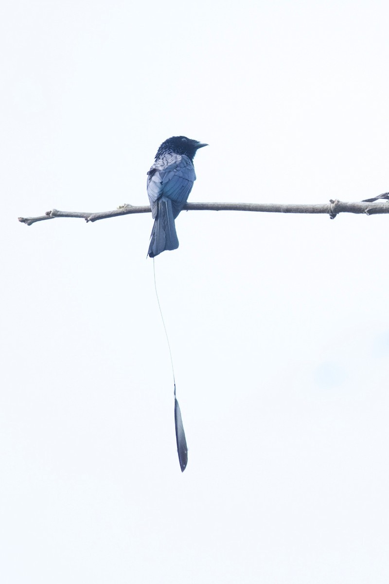 Lesser Racket-tailed Drongo - Qin Huang