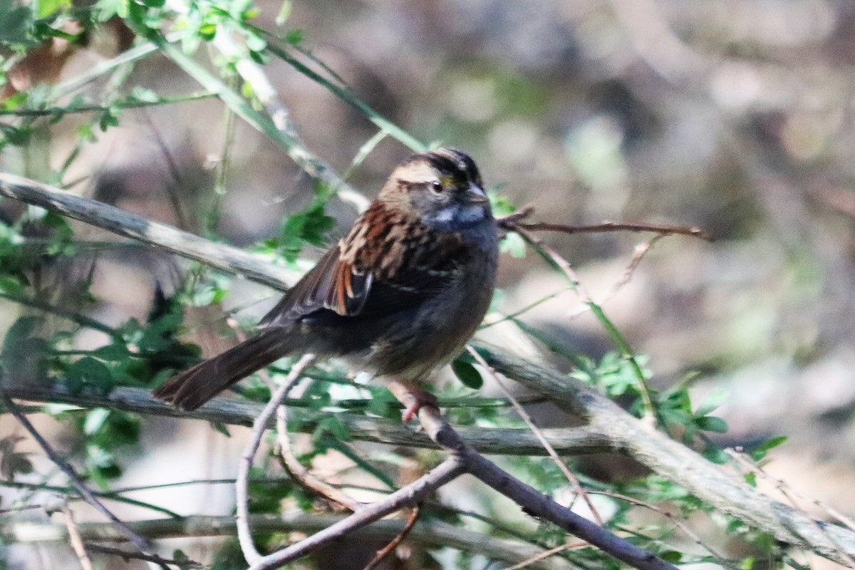 White-throated Sparrow - ML516240761