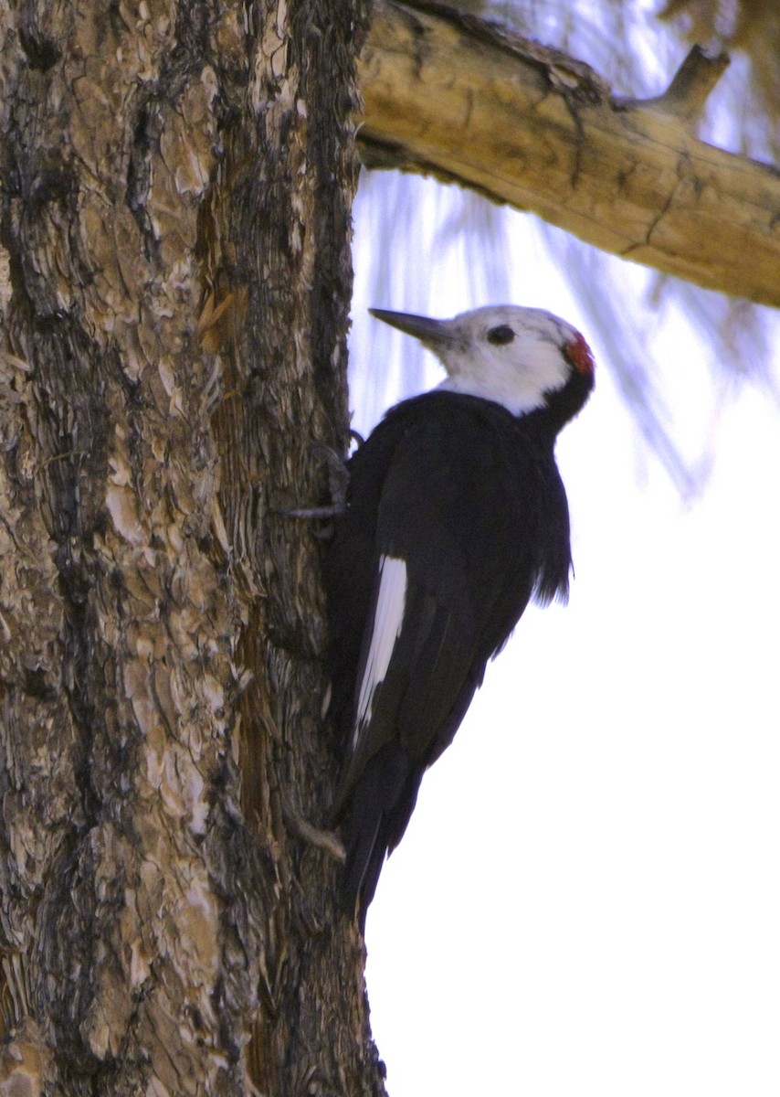 White-headed Woodpecker - Sue Riffe
