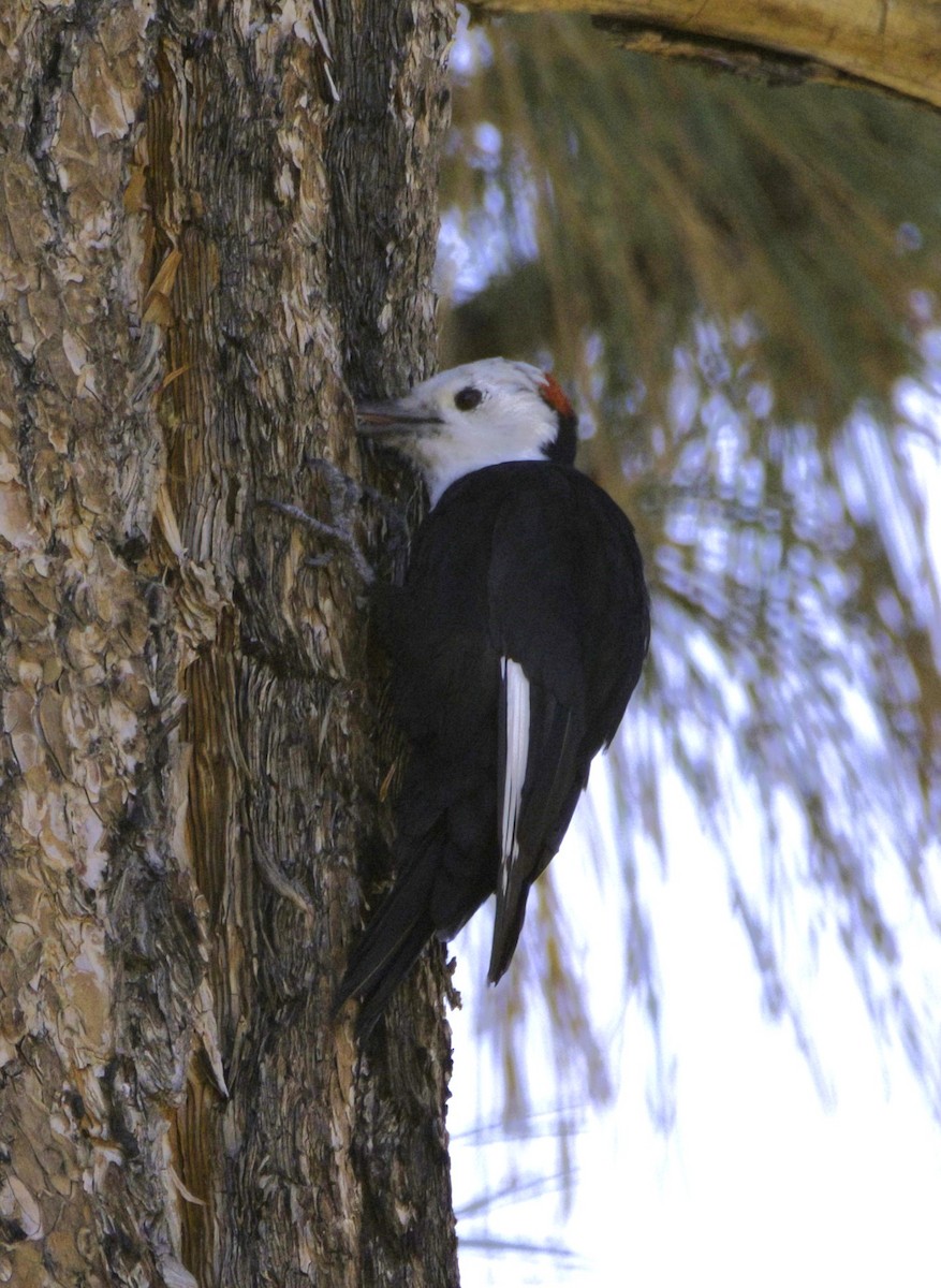 White-headed Woodpecker - ML516244061