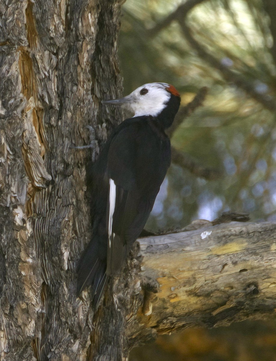 White-headed Woodpecker - ML516244071
