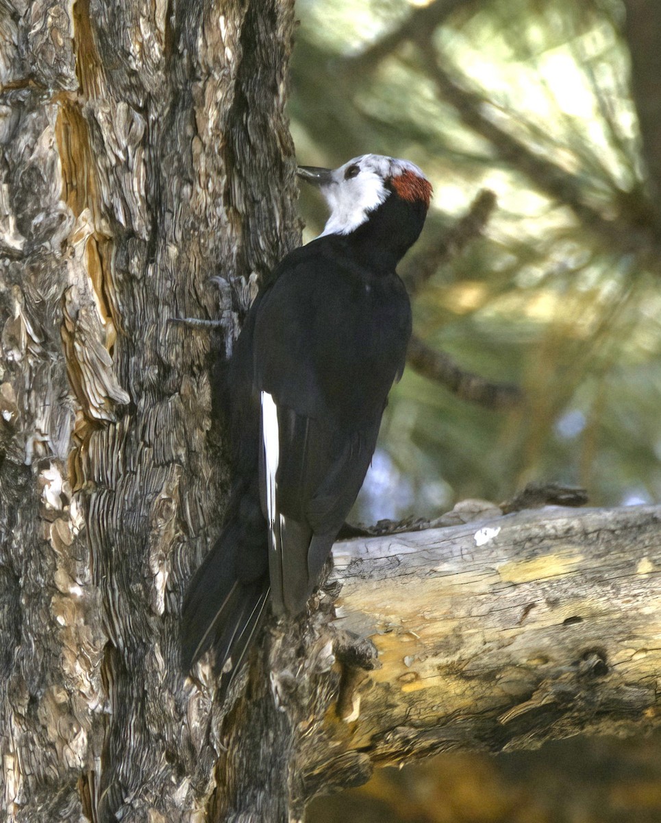 White-headed Woodpecker - ML516244081