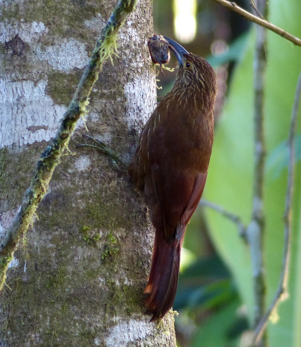 Strong-billed Woodcreeper - ML51624721