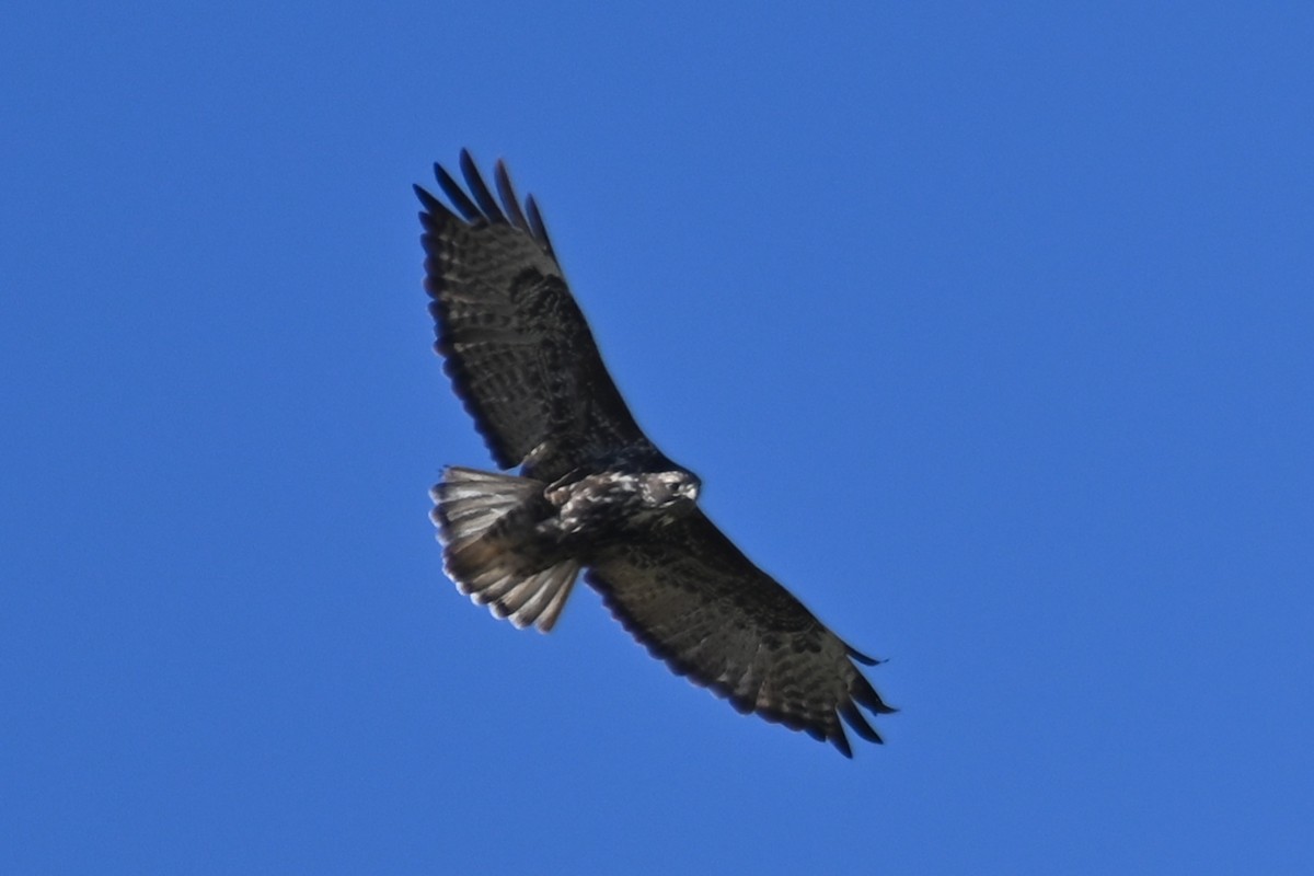 Red-tailed Hawk - ML516248201