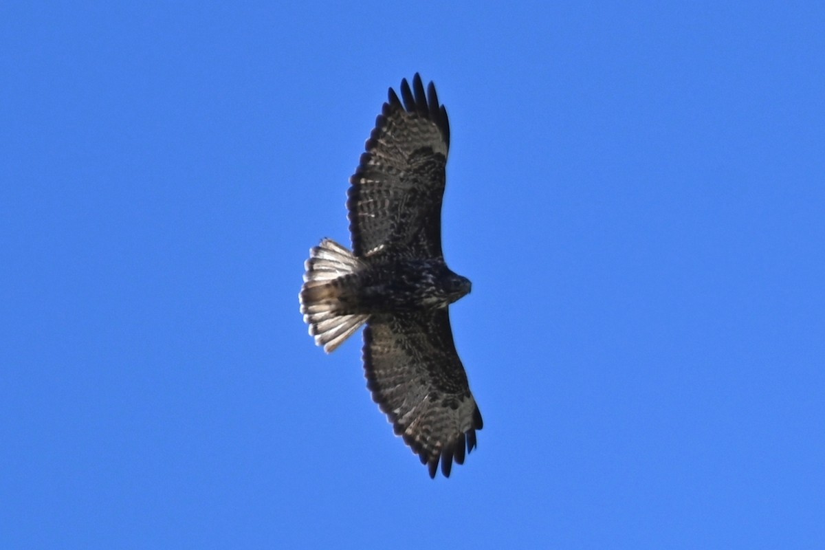 Red-tailed Hawk - ML516248211
