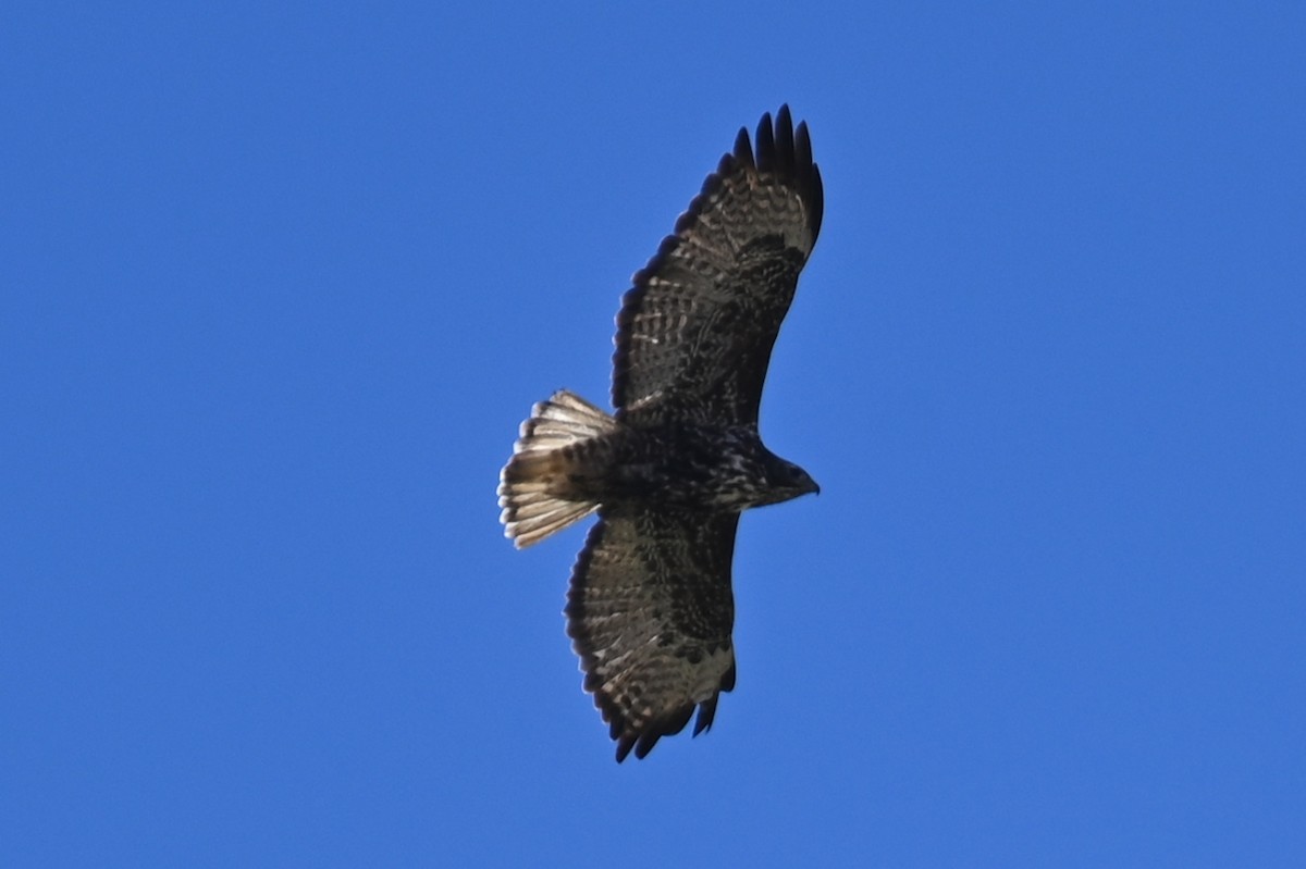Red-tailed Hawk - ML516248221