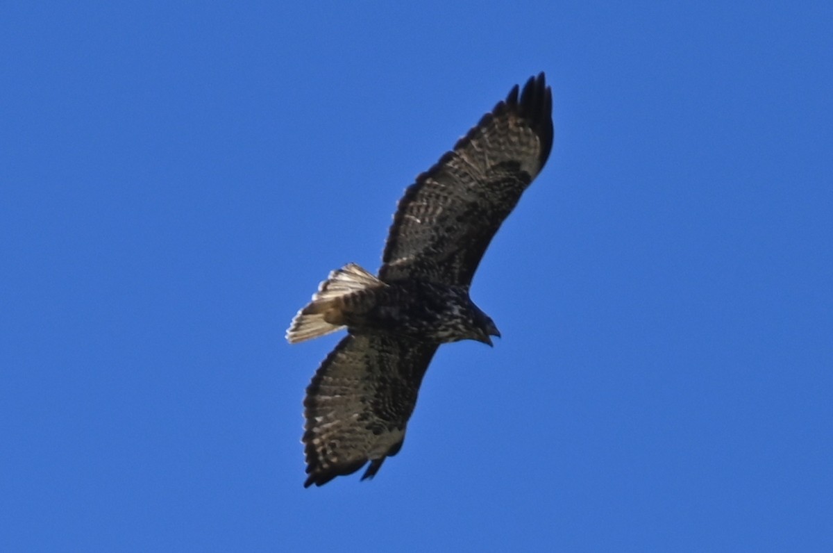 Red-tailed Hawk - ML516248231