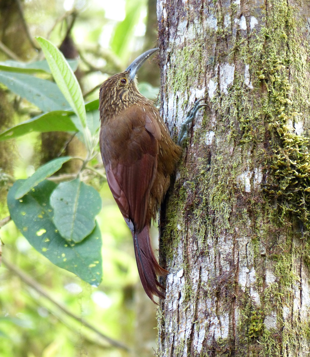 Strong-billed Woodcreeper - ML51624911