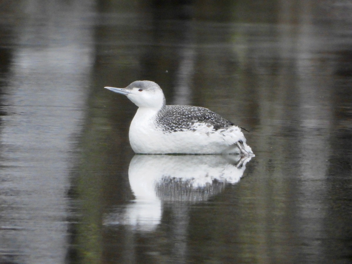Red-throated Loon - ML516250501