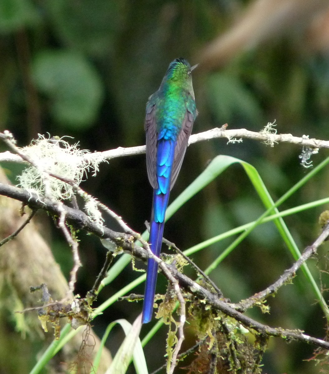 Violet-tailed Sylph - ML51625121