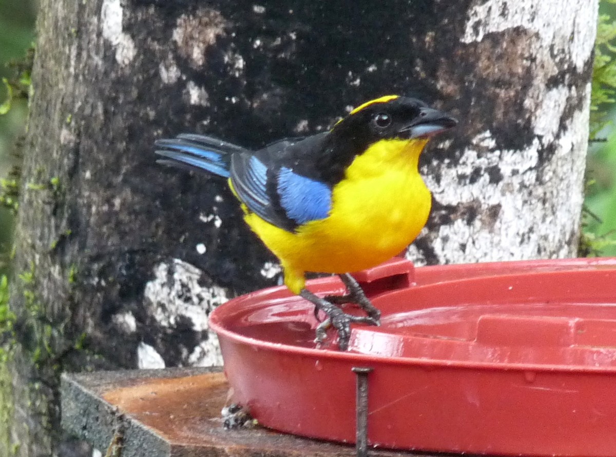 Blue-winged Mountain Tanager - ML51625131