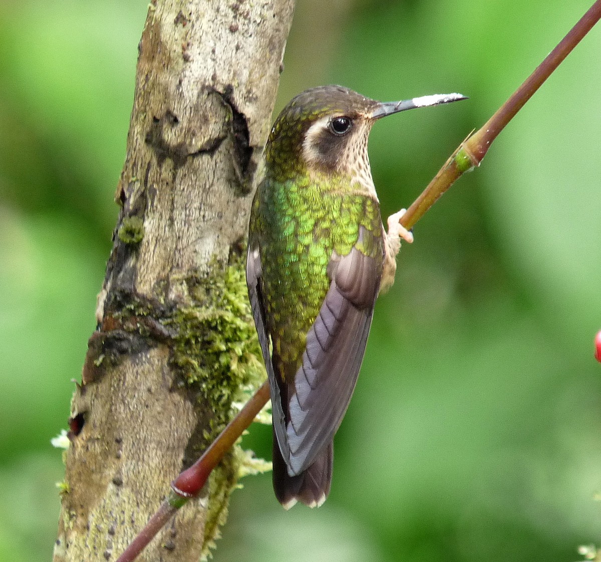 Speckled Hummingbird - ML51625181